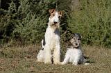 FOX TERRIER 438